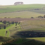 The Wiltshire Downs at Cherhill