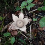 Geastrum sp.